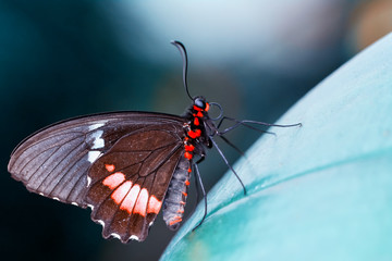 Closeup  beautiful butterfly  & flower in the garden.