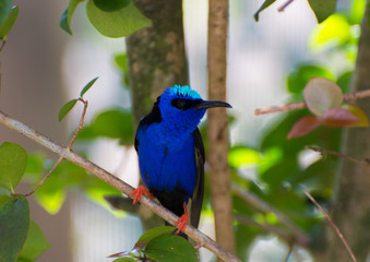 Blue hummingbird 2