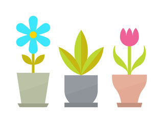 Indoor Flowers with Blossom and Big Leaves Set