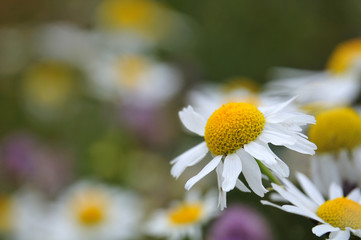 chamomile flower