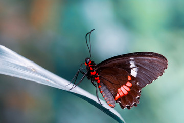 Closeup  beautiful butterfly  & flower in the garden.