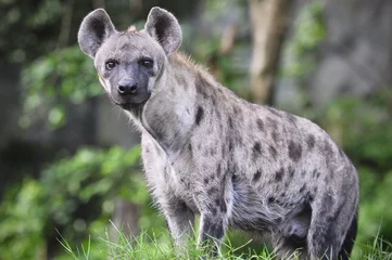 Vlies Fototapete Hyäne Tüpfelhyäne (Crocuta crocuta), auch bekannt als die lachende Hyäne, Nahaufnahme, Seitenansicht, Tierwelt.