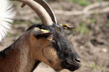 Goat Close up