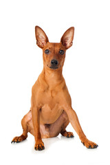 Sitzender Zwergpinscher isoliert auf weißem Grund