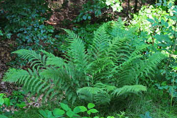 fern in summer forest