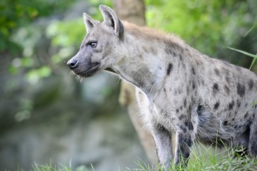 Spotted hyena (Crocuta crocuta), also known as the laughing hyena close up side view animal wildlife.