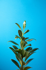 Green Ficus on blue pastel background with copy space. Creative flowers concept 