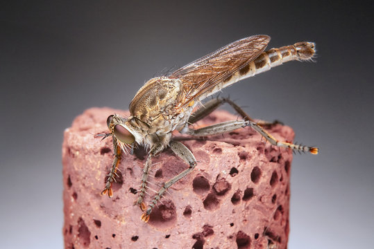 Diptera Meat Fly Insect On Rock