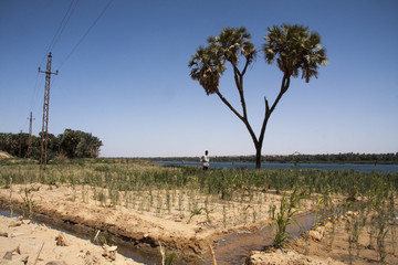 Nile irrigation 2