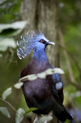 Victoria crowned pigeon, Goura Victoria pigeon in the Khao Kheow Open Zoo in Thailand