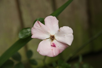 Pink Flower