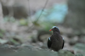 Image of bird (Common Emerald Dove) on nature background. Animals, Beautiful Common emerald dove, Asian emerald dove perching on the rock , Thailand