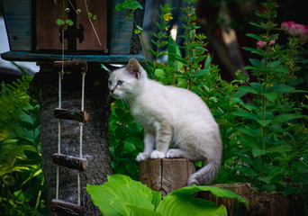 Из семейства кошачих