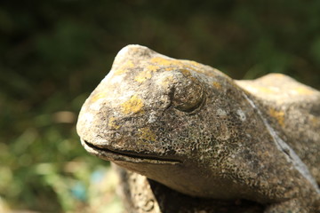 Stone Frog