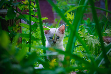 Из семейства кошачих