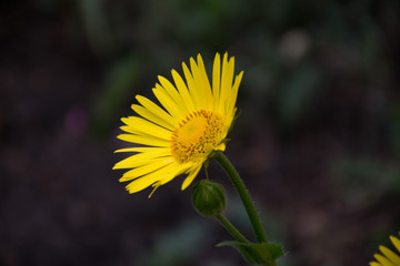 Из семейства кошачих