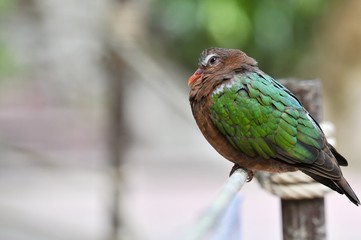 Image of bird (Common Emerald Dove) on nature background. Animals, Beautiful Common emerald dove, Asian emerald dove perching on the rock , Thailand