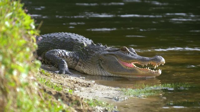 Alligator on the shore of the lake lies near the river with an open mouth in a natural habitat. Close up. American alligator is getting out from the water. Slow motion