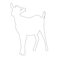 isolated contour is a goat on a white background