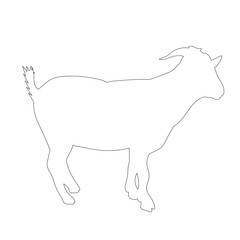 isolated goat outline