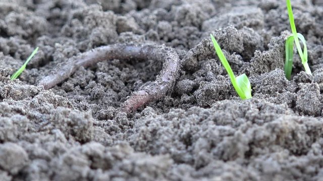 Earthworm crawls over the ground in the nature
