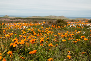 West Coast National Park - Flower season