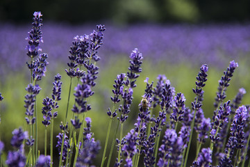 Obraz premium lavender meadow closeup serene