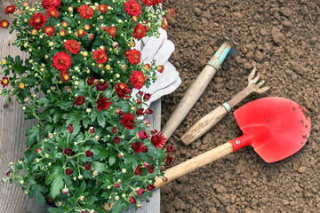 Garden flowers ready to plant and gardener tools and gloves