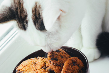 White cat sniffs a bowl of chocolate cookies - 213056731