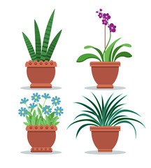 Sansevieria Room Plant Set Vector Illustration