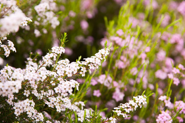 Ericas, South Africa