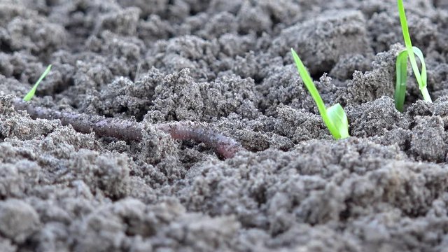 Earthworm crawls over the ground in the nature