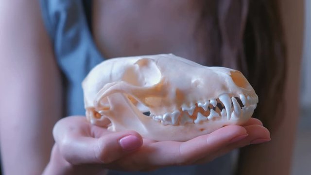 Skull of a fox on a woman's hand close-up.