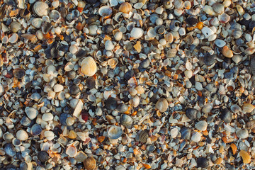 Background of seashells 