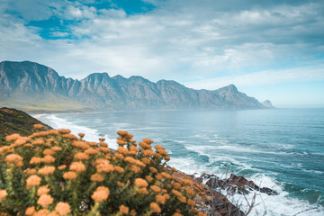 Whale route in fog, sea, flowers, beach mountains, South Africa