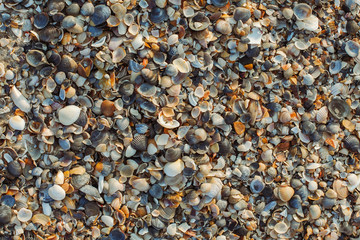 Background of seashells 