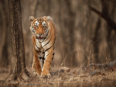 Fototapeta Beautiful tigress in the nature habitat. Tiger walk during the golden light time. Wildlife scene with danger animal. Hot summer in India. Dry area with beautiful indian tiger, Panthera tigris tigris