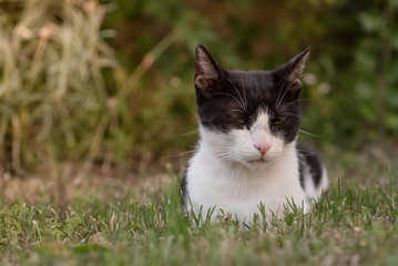 Naklejka na ściany i meble Domestic black and white cat laying on the grass