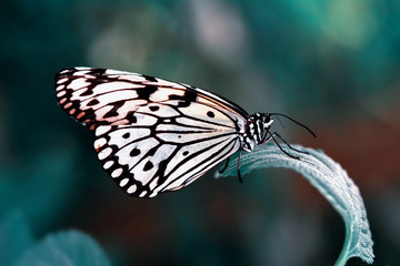Naklejka na ściany i meble Closeup beautiful butterfly & flower in the garden.