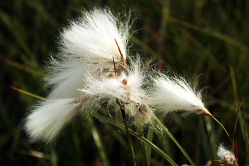 Cotton grass flowers, Norway