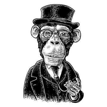 Monkey gentleman holding a watch and dressed hat, suit. Engraving