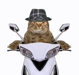 Naklejka premium Fajny kot w kapeluszu jedzie na białym motocyklu.