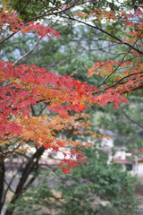 紅葉