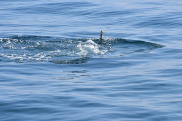 Fototapeta premium Humpback Whale Surfacing off New England Coast