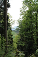 Alpen forest
