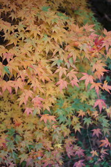 紅葉