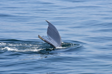 Fototapeta premium Humpback Whale Surfacing off New England Coast
