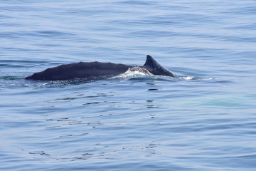 Obraz premium Humpback Whale Surfacing off New England Coast
