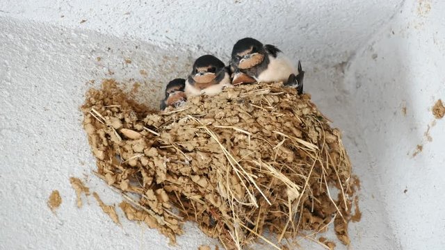 Swallow cubs in a nest waiting for feeding
