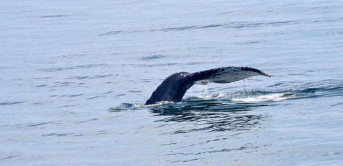 Humpback Whale Surfacing off New England Coast